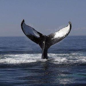 三级全黄60分钟以上
